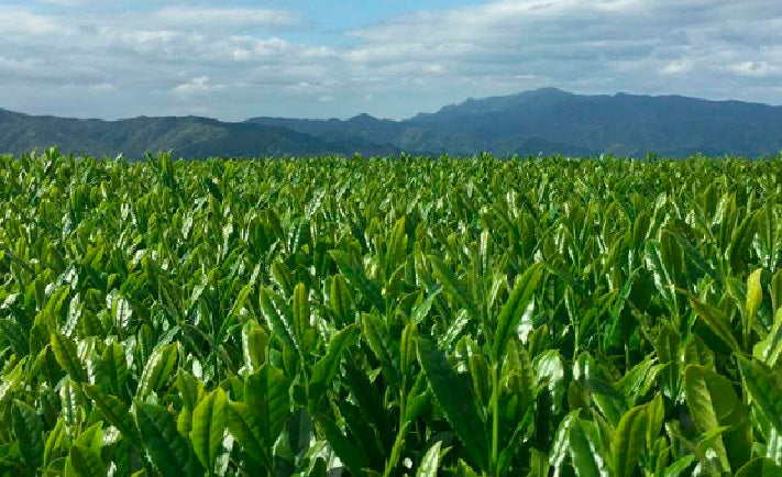 Single Cultivar Sencha Saki Midori LIMITED QUANTITY 1.0 LB