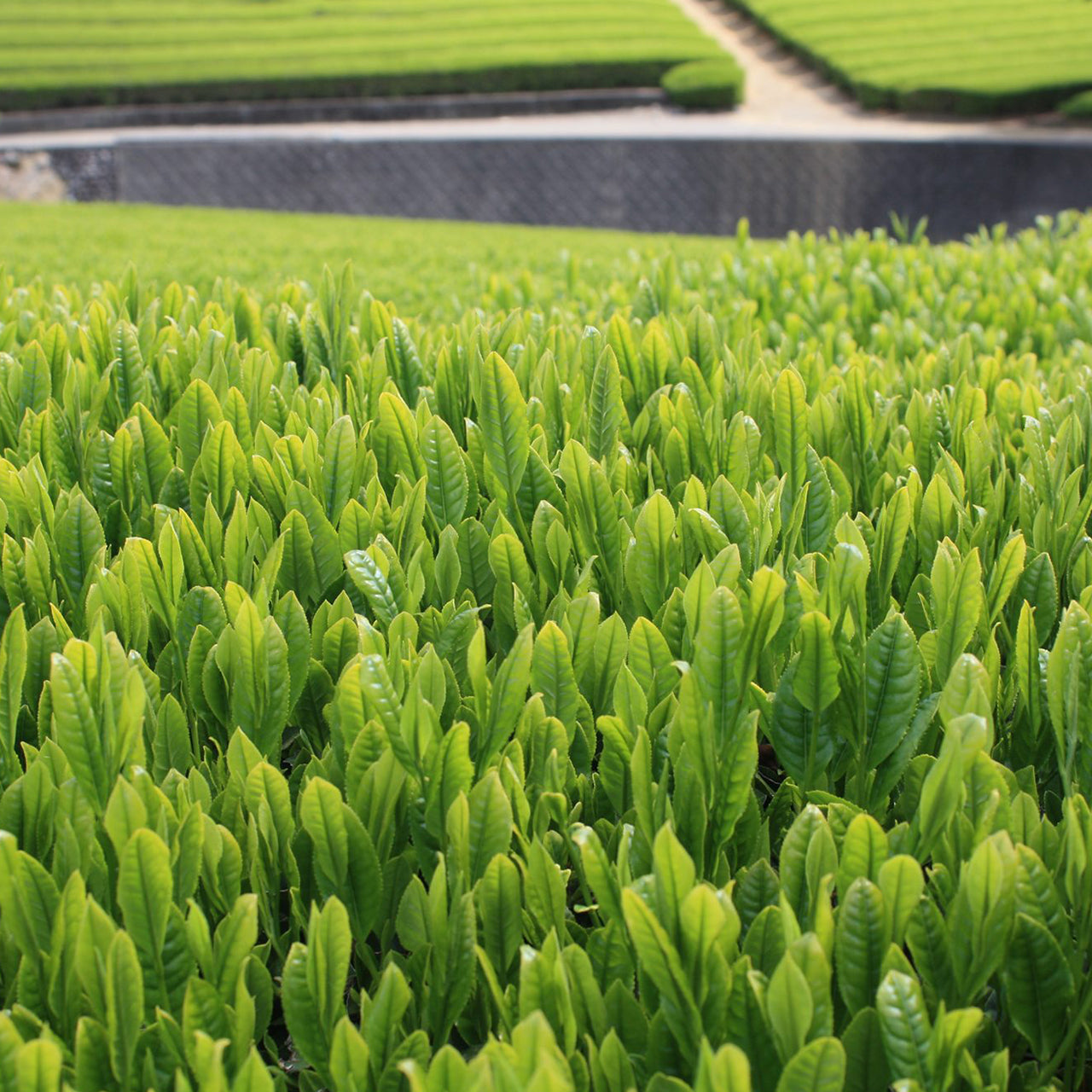 Sugimoto Reserve Homare Sencha