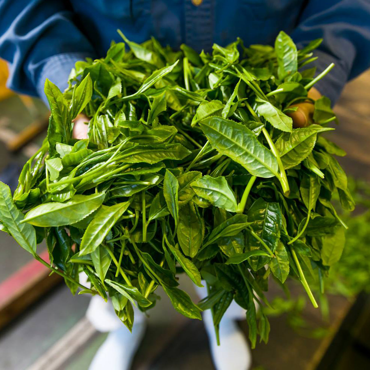 Sugimoto Reserve Homare Sencha 0.5 LB