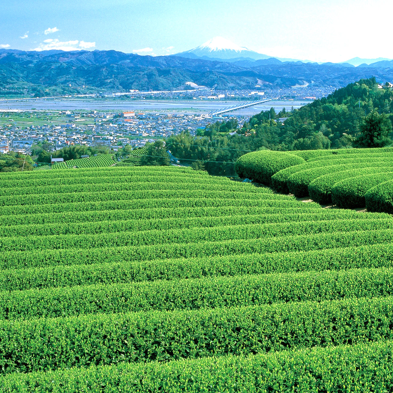 Sugimoto Reserve Homare Sencha 0.5 LB