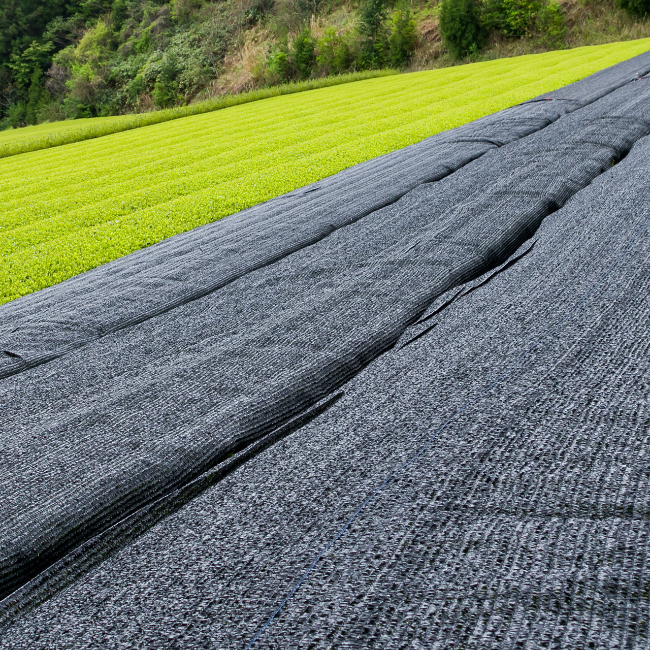 Organic Ceremonial Matcha 3.5 oz (100g)