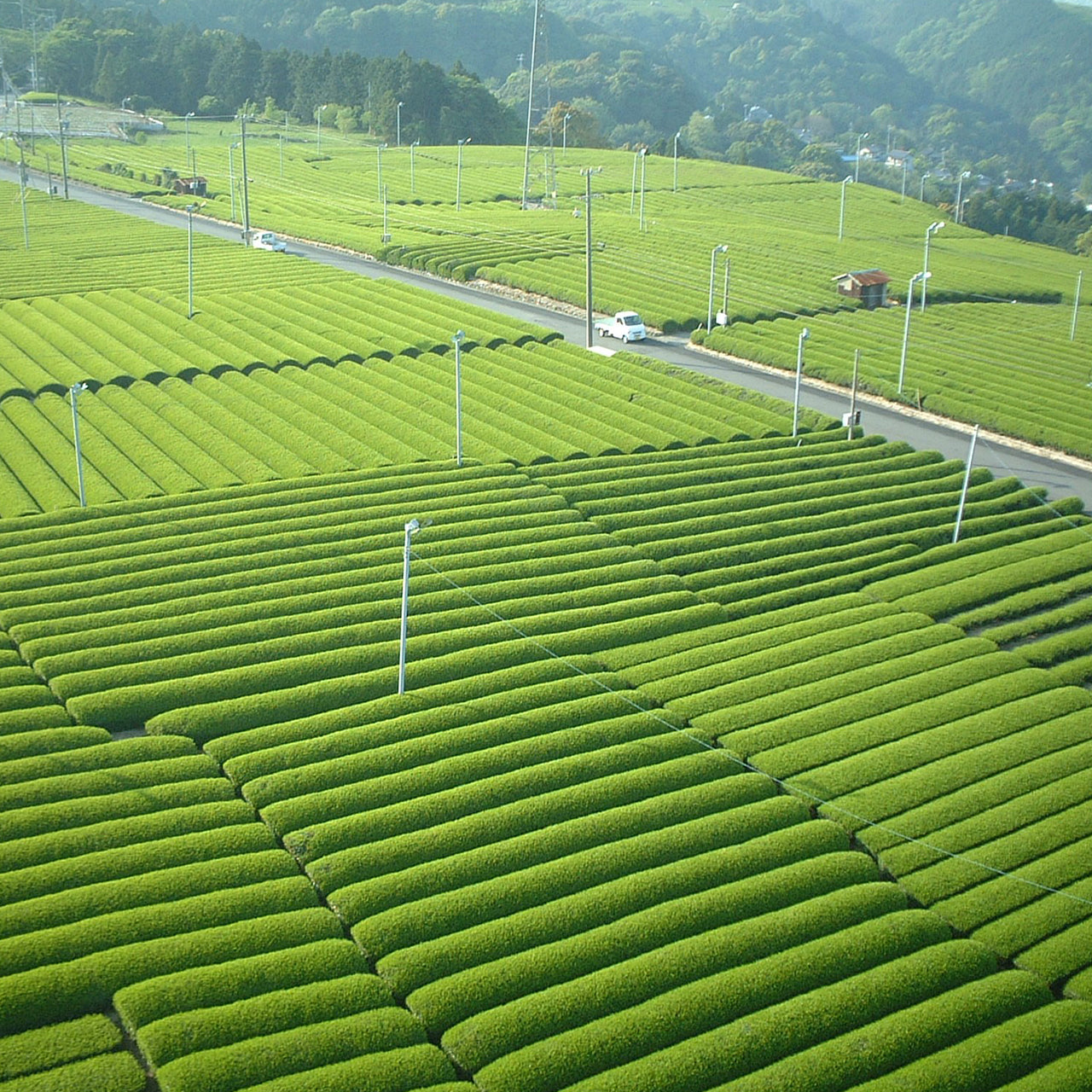 Sencha Large Tea Bag 100 Count