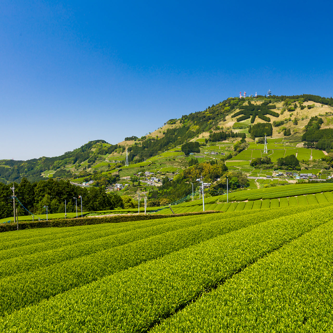 Sencha Fukamushi 1 LB