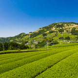 Matcha Genmaicha 1 LB