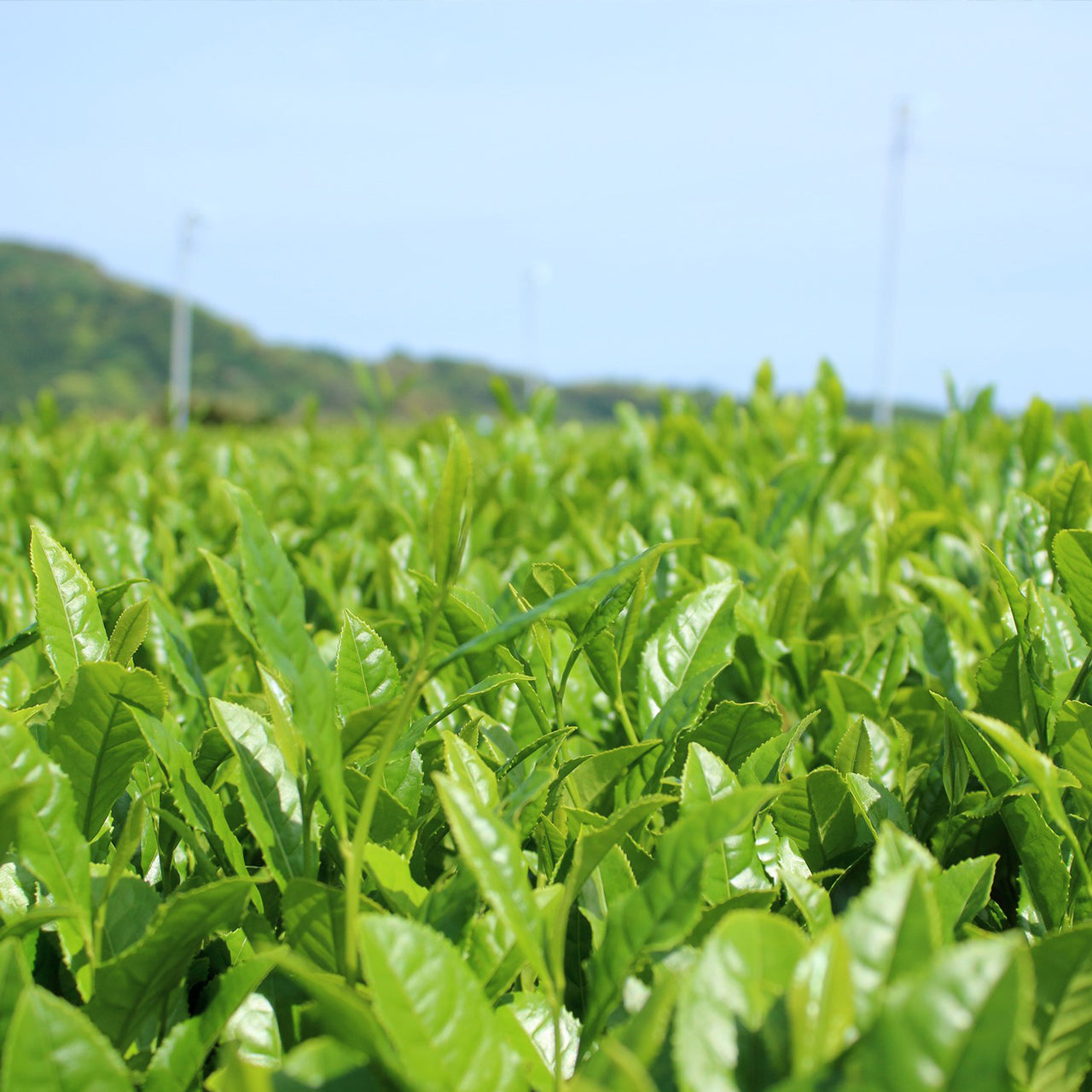 Hojicha Large Tea Bags 80 Count