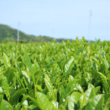 Sugimoto Reserve Mizuki Matcha