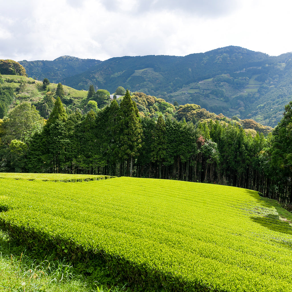 Sugimoto Tea Wholesale
